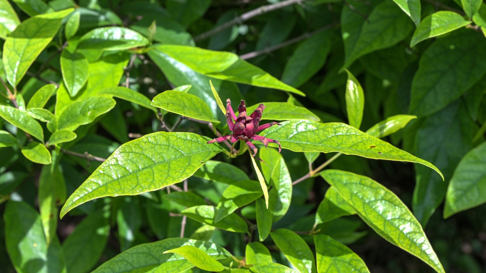 Large, oval leaves with a rich green hue surround a deep, reddish-brown flower with thin radiating petals.