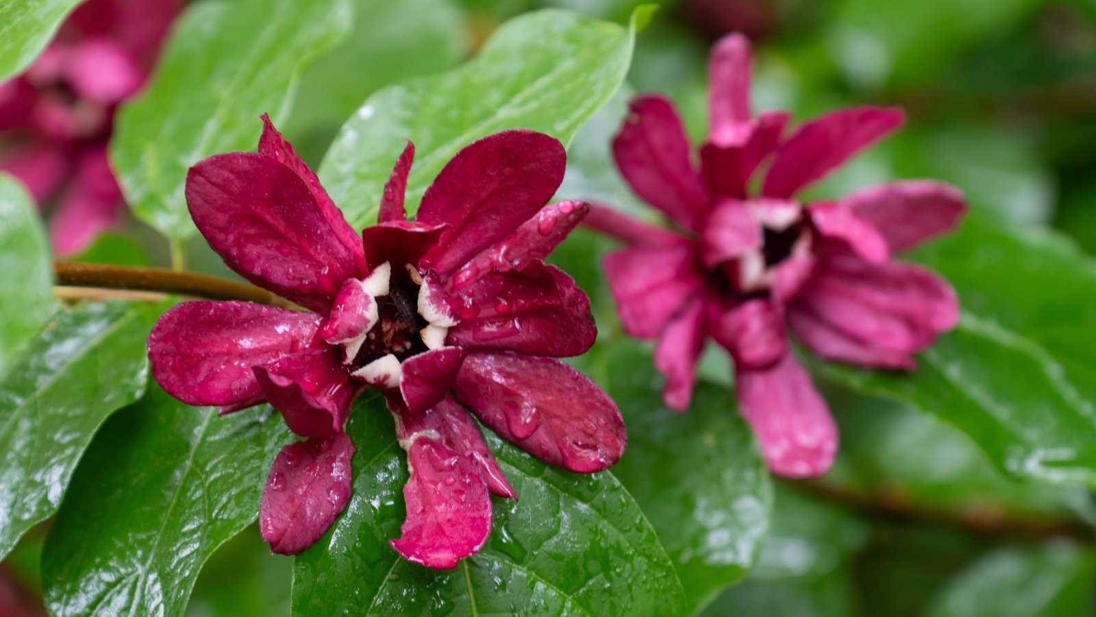 Close-up of a water-dappled blossom with rich burgundy petals, slightly curled at the edges, forming a cup-like shape with a soft, glossy surface.