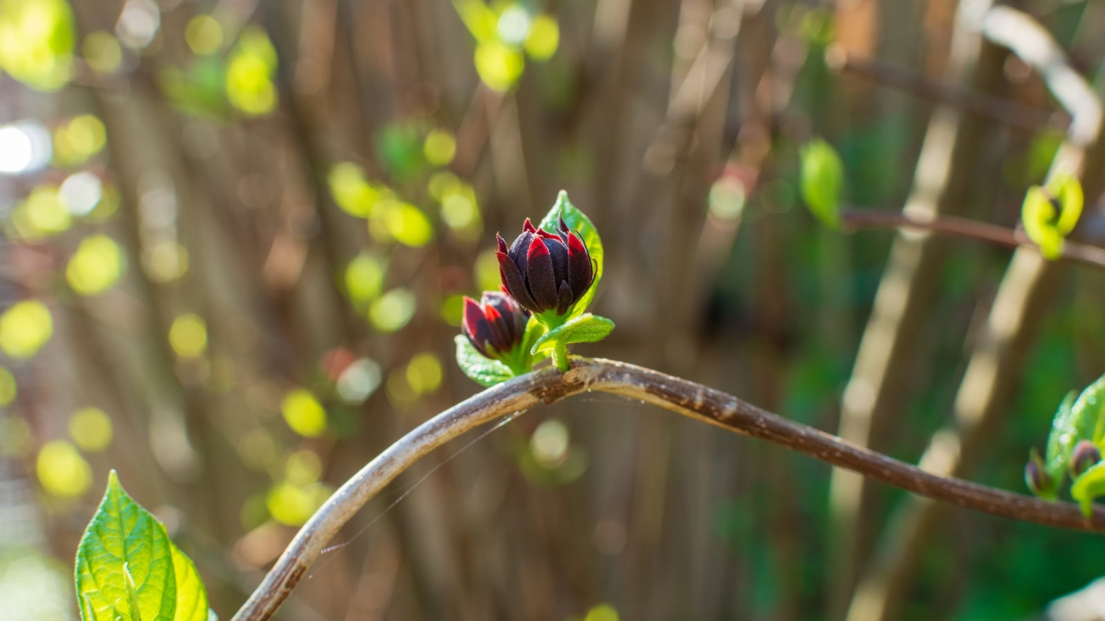 A young branch features small, oval, fresh green leaves and a tiny, deep burgundy bud nestled between them.