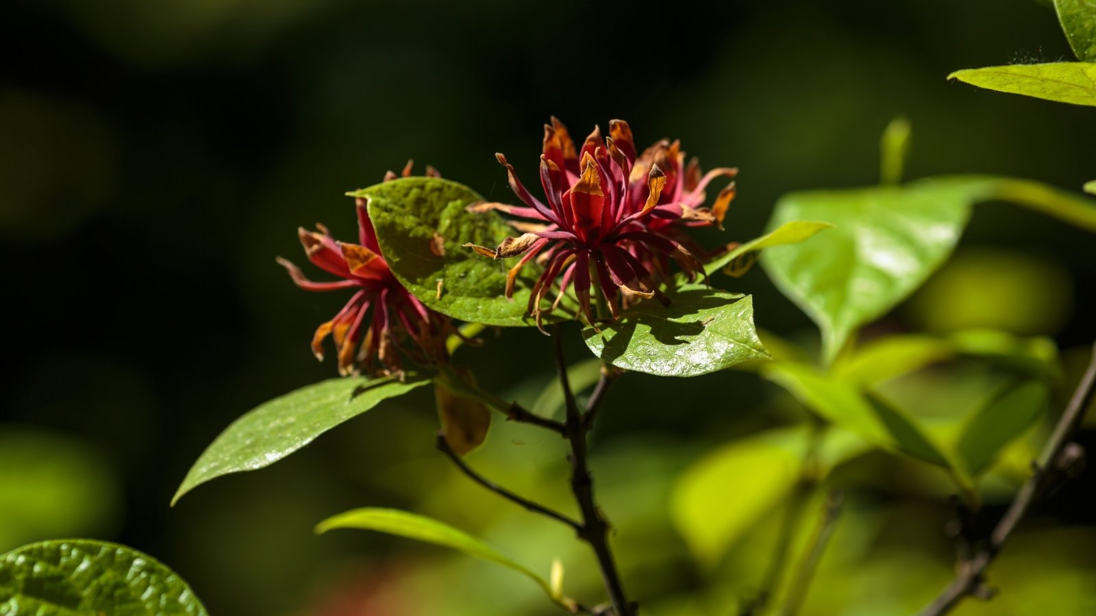 The plant features smooth, oval, dark green leaves alongside deep reddish-purple, layered blooms.