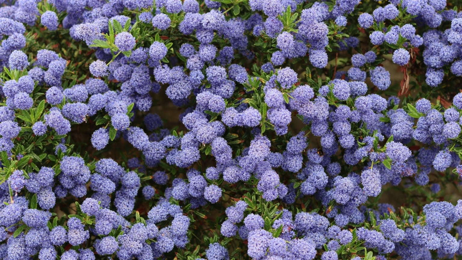 23 Dreamy Trailing Plants to Cascade Over Garden Walls - Epic Gardening