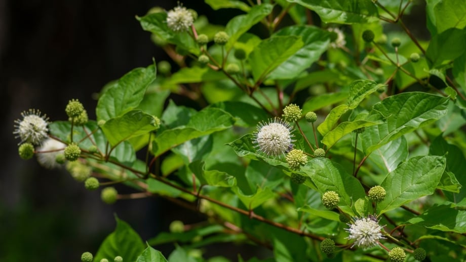 How to Plant, Grow, and Care for Buttonbush