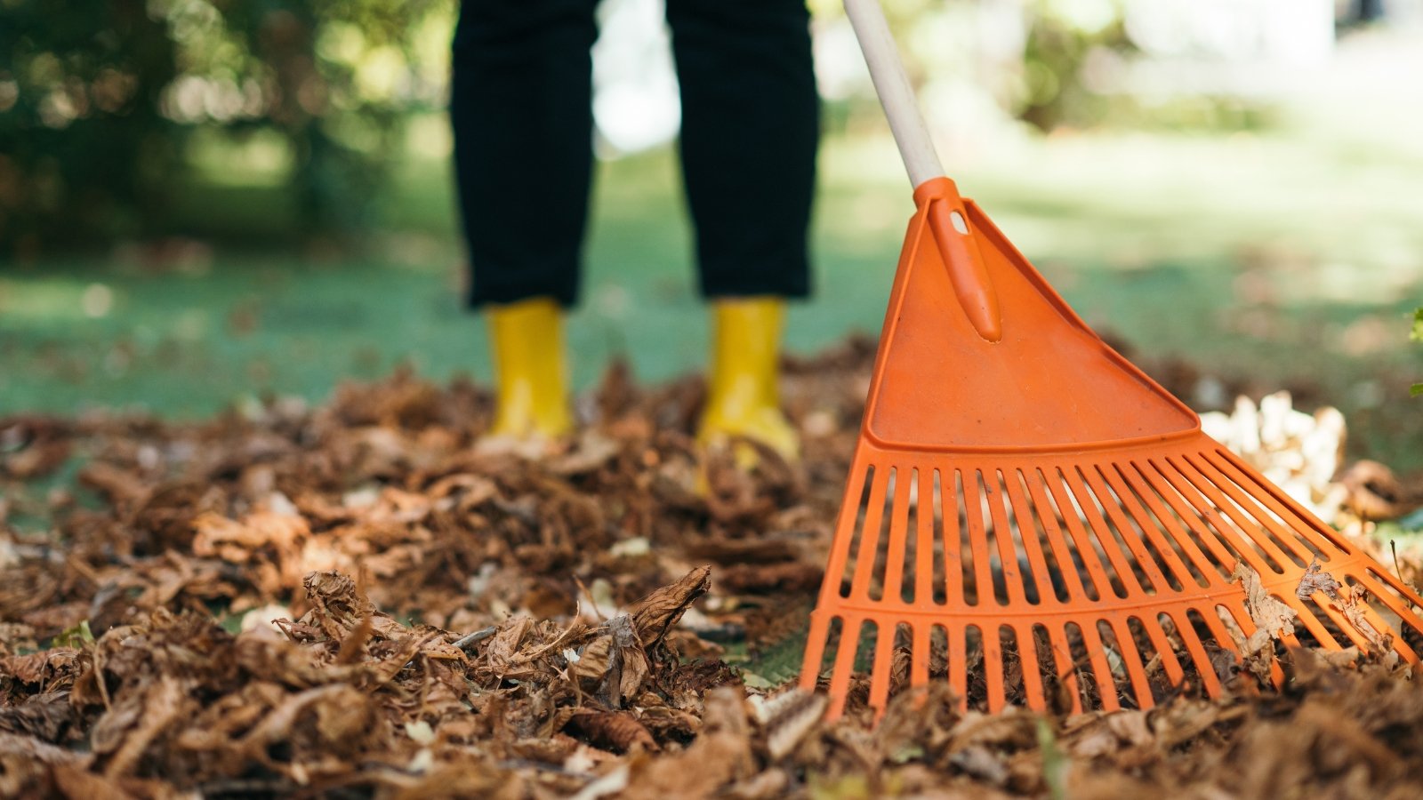 A person wearing bright yellow boots stands on a bed of orange and brown fallen foliage, using an orange tool with wide plastic tines that are evenly spaced, gently moving through the dry foliage.