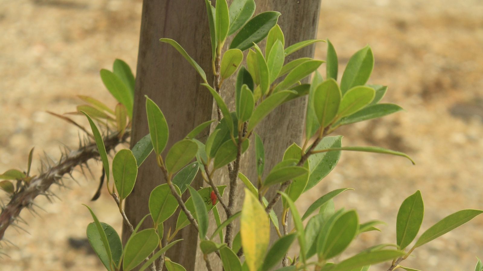 A close-up view of thorn-covered stems with small, bright green leaves emerging from the branches, the contrast between the sharp thorns and the smooth, fresh leaves highlighting the new growth.