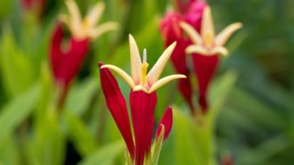 A close-up of sharp, vivid red petals forming slender buds that open into small yellow stars, with soft green leaves gently curving around the stems.