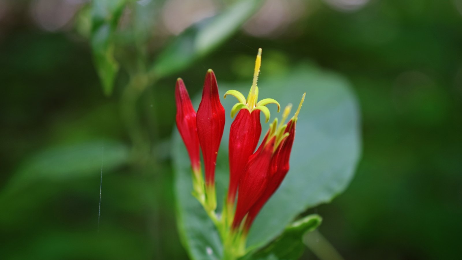 Several narrow red buds with bright yellow tips begin to open, standing against a backdrop of dark green, spear-shaped leaves that add depth to the image.