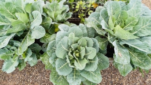 Growing Collard Greens: A Southern Staple - Epic Gardening