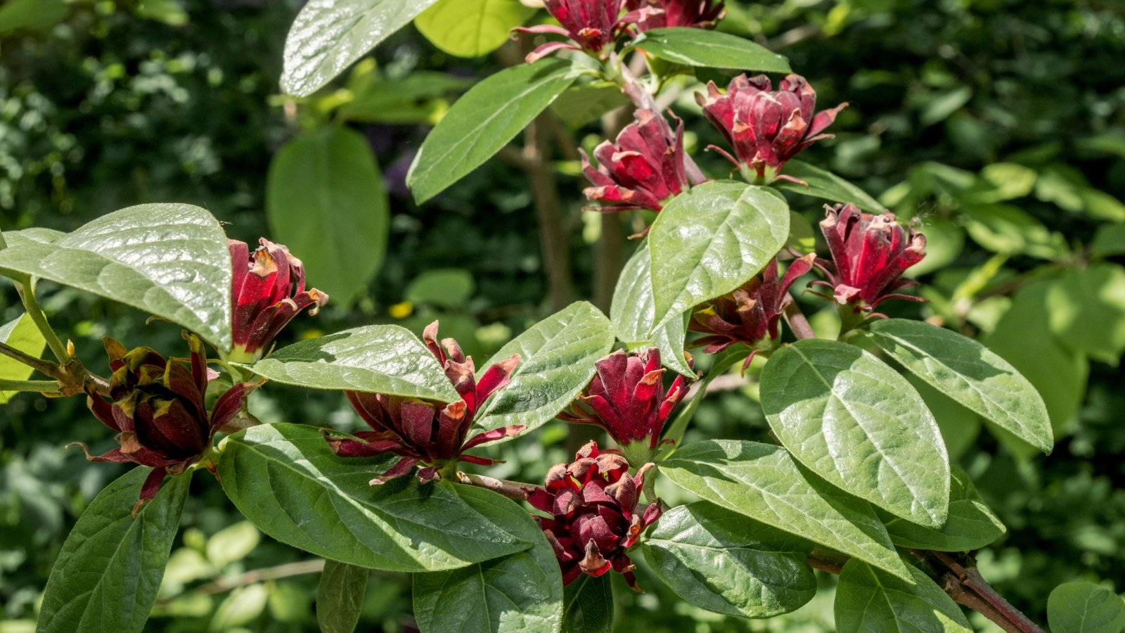 This bush displays thick, glossy green leaves and clusters of dark, rust-colored flowers.