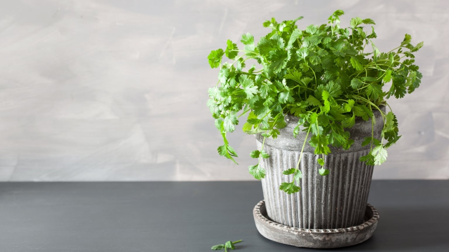 11 Herbs You Can Grow Indoors in Low Light