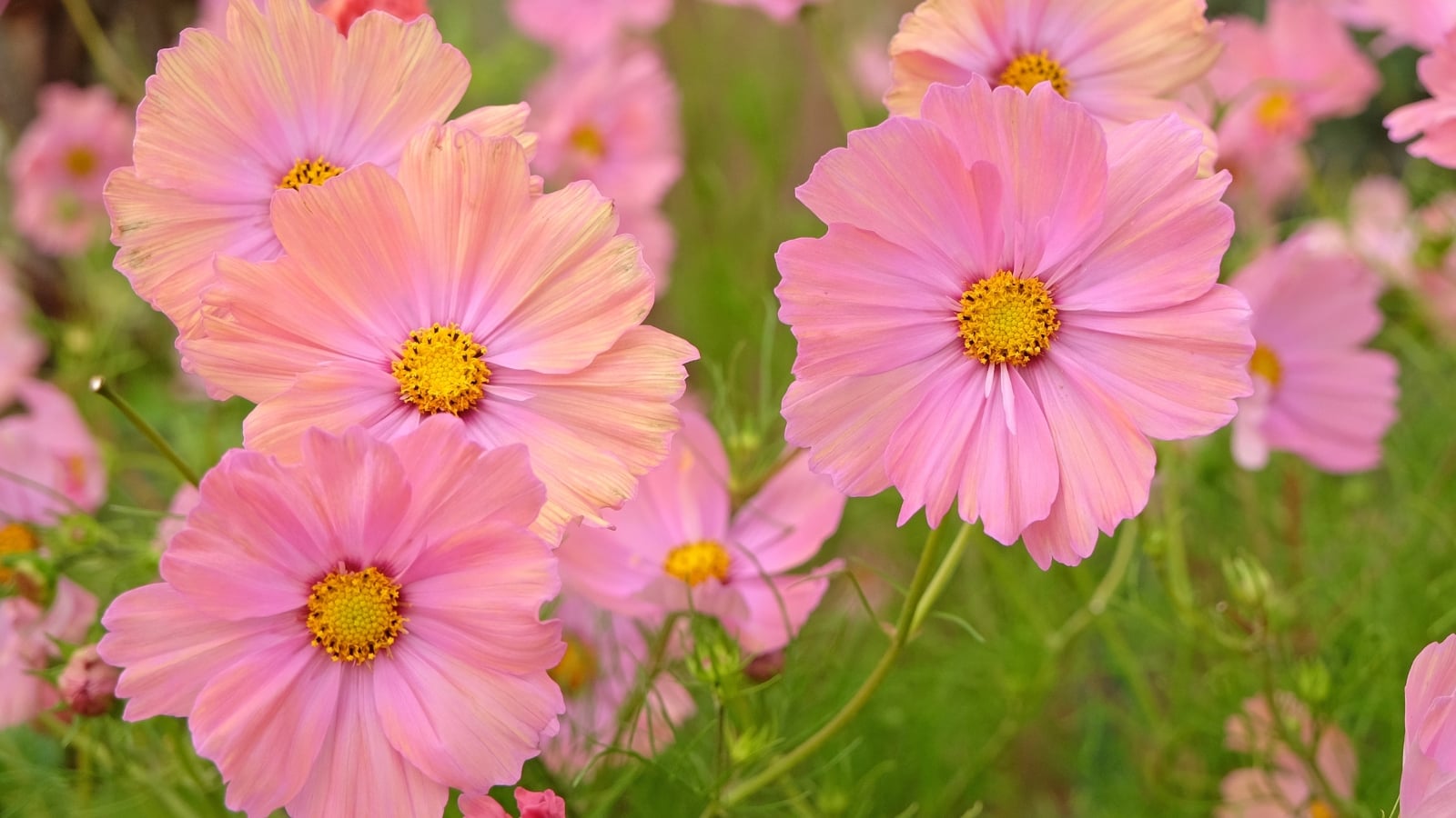 Light pink and apricot-hued blossoms with delicate, feathery green foliage sway gently in a sunny, lush environment.