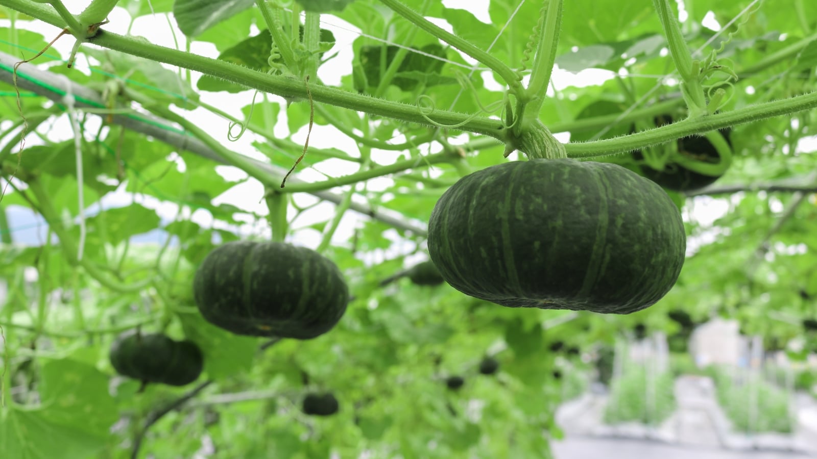 The plant bears small, round fruits with a glossy black skin, nestled among broad, dark green leaves.