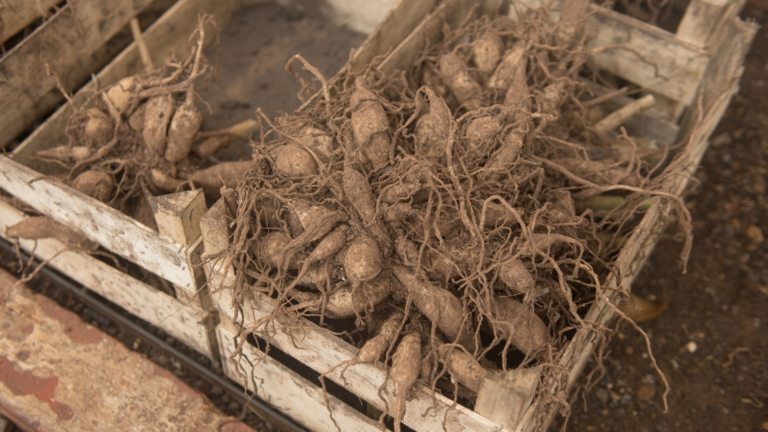 Tuber Storage 7 Dahlia Tuber Storage Problems to Avoid This Year