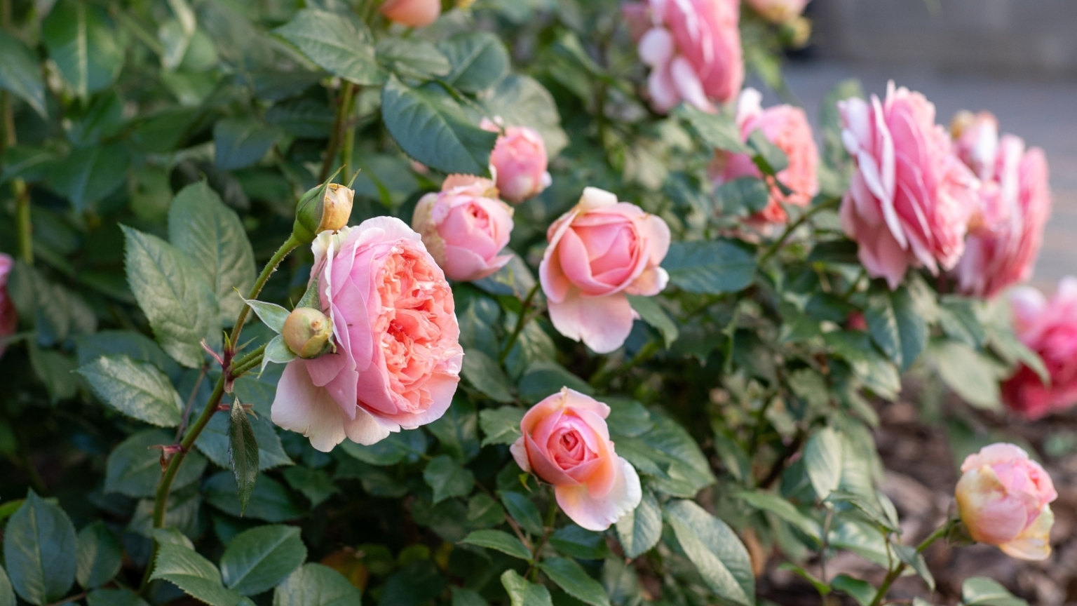 9 Roses That Need Extra Winter Protection