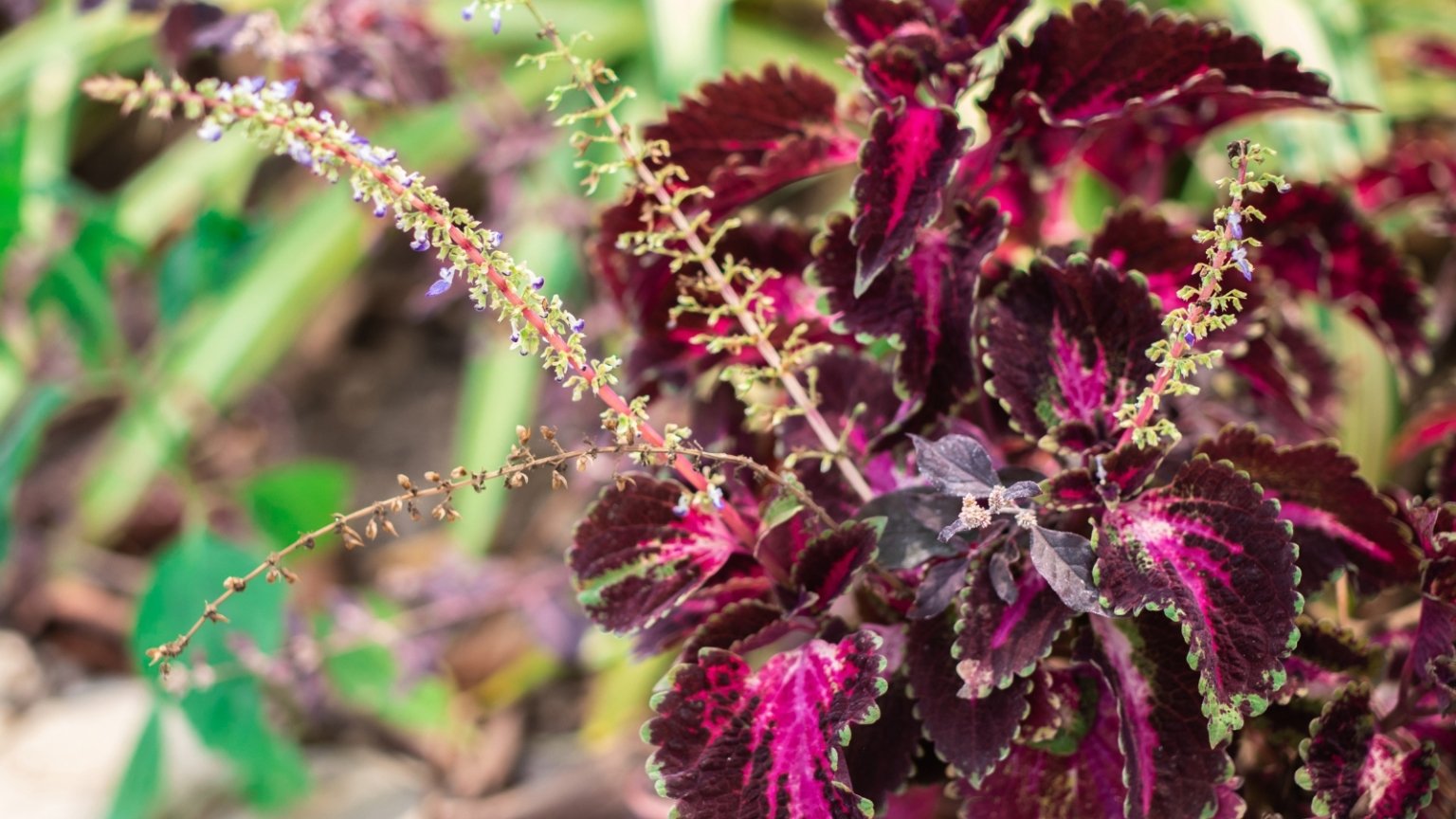 Is It Better To Cut Off Coleus Flowers or Let Them Bloom?
