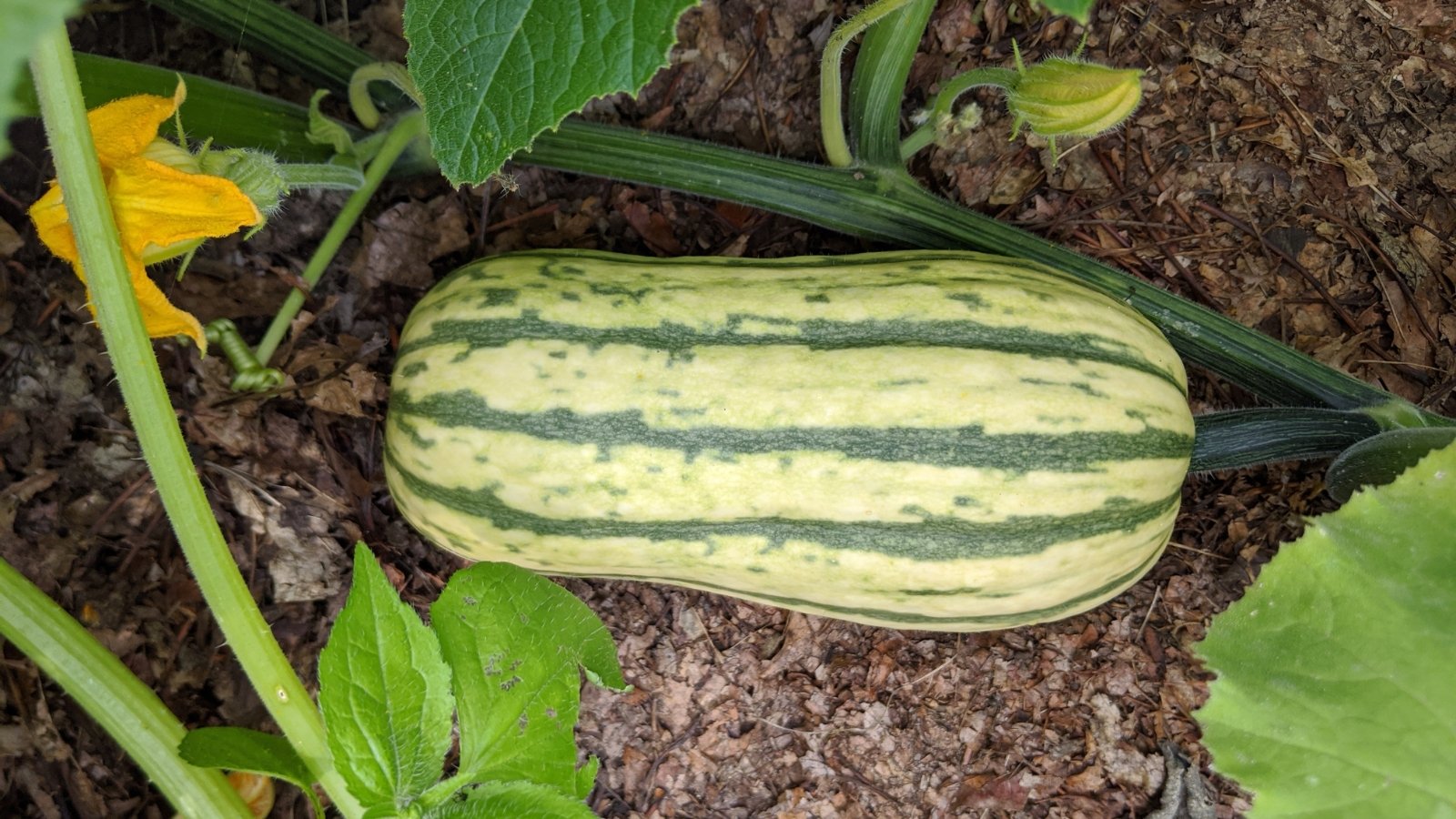 The plant features sprawling green vines with large, lobed leaves, producing а oblong, cream-colored fruit with dark green stripes along its  ridged surface.
