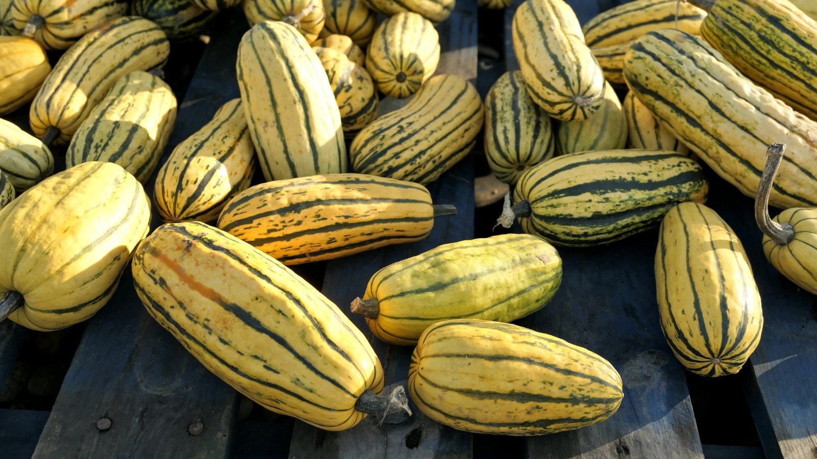 The narrow, ribbed fruits with a creamy rind, highlighted by dark green vertical lines and occasional touches of orange, rest on a wooden surface outdoors.