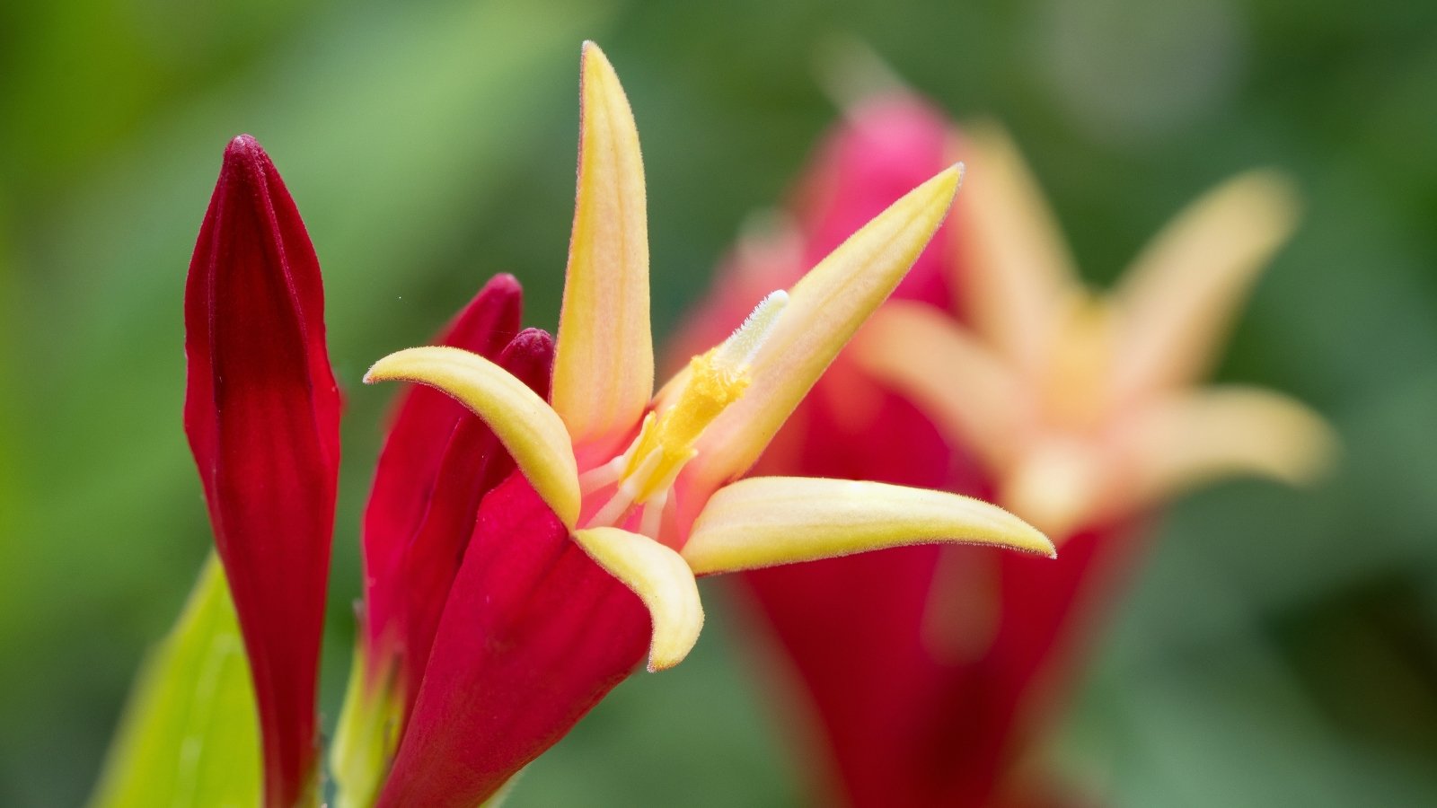 Two vibrant red buds begin to open, revealing small, creamy yellow star-shaped petals, surrounded by slender green leaves that frame the delicate blooms.