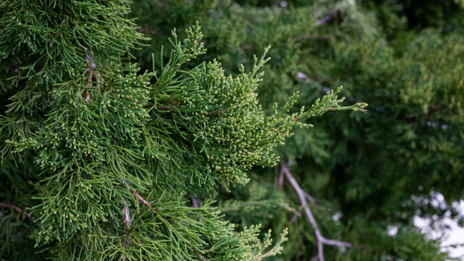 Foraging for Food: 10 Useful Plants to Look For