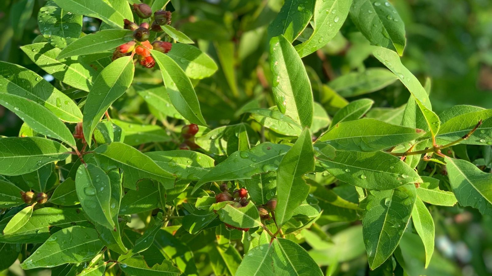 Clusters of small, dark fruits are nestled among dense, shiny green leaves, with the foliage creating a textured background of smooth surfaces and bright green hues, catching the sunlight from above.