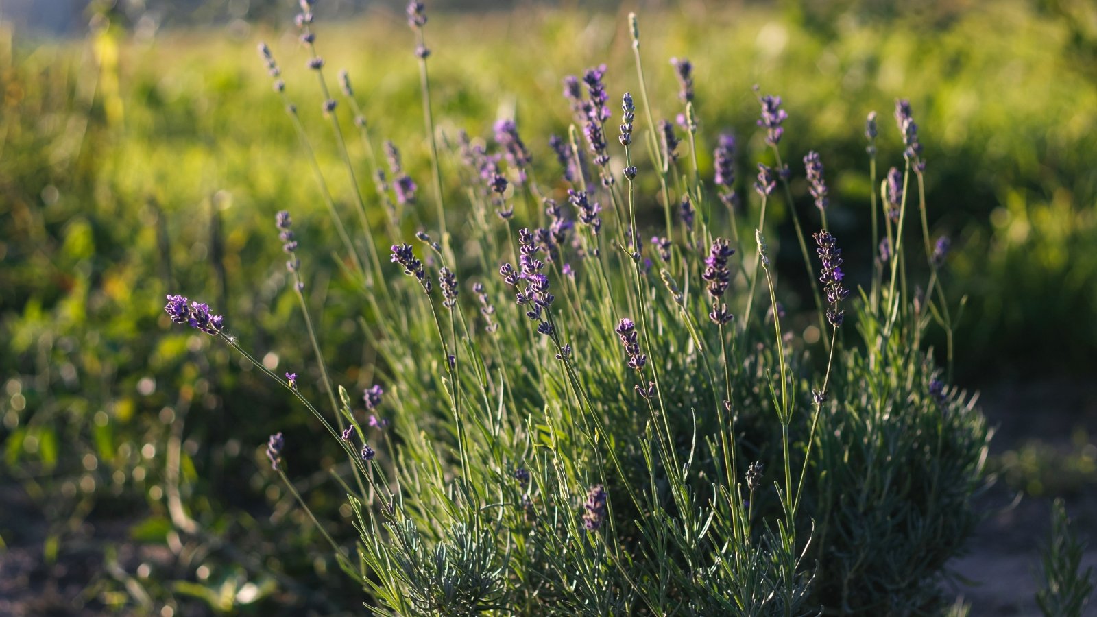 Close-up of English lavender with tall, slender stems topped by clusters of small purple flowers and narrow, gray-green leaves.
