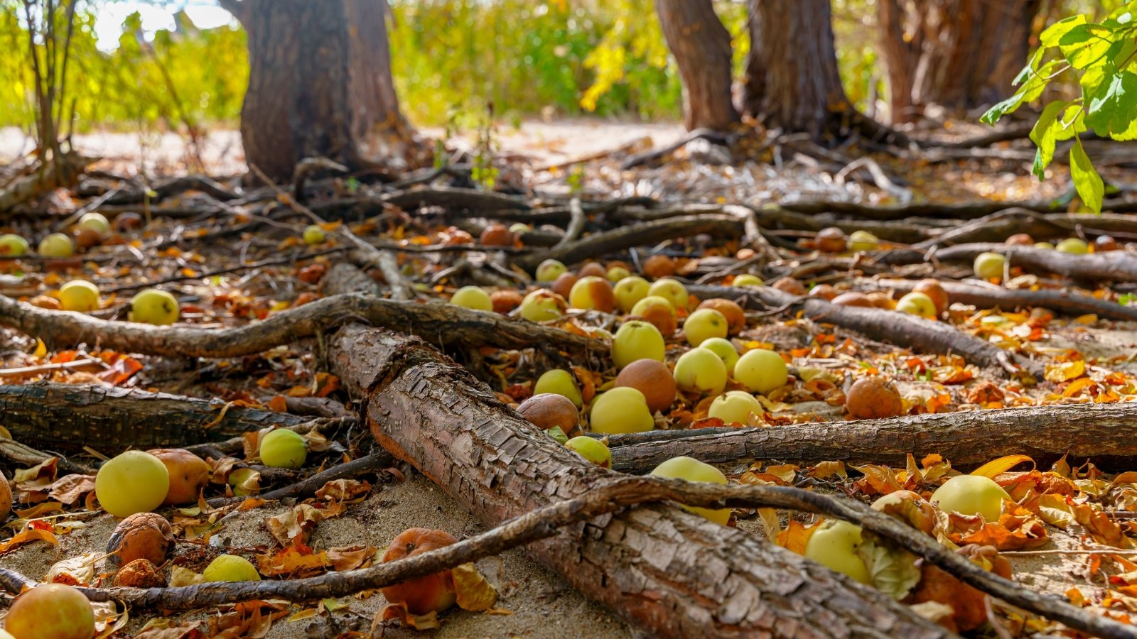 An area with many woody roots appearing entangles while having round fruits scattered on the ground