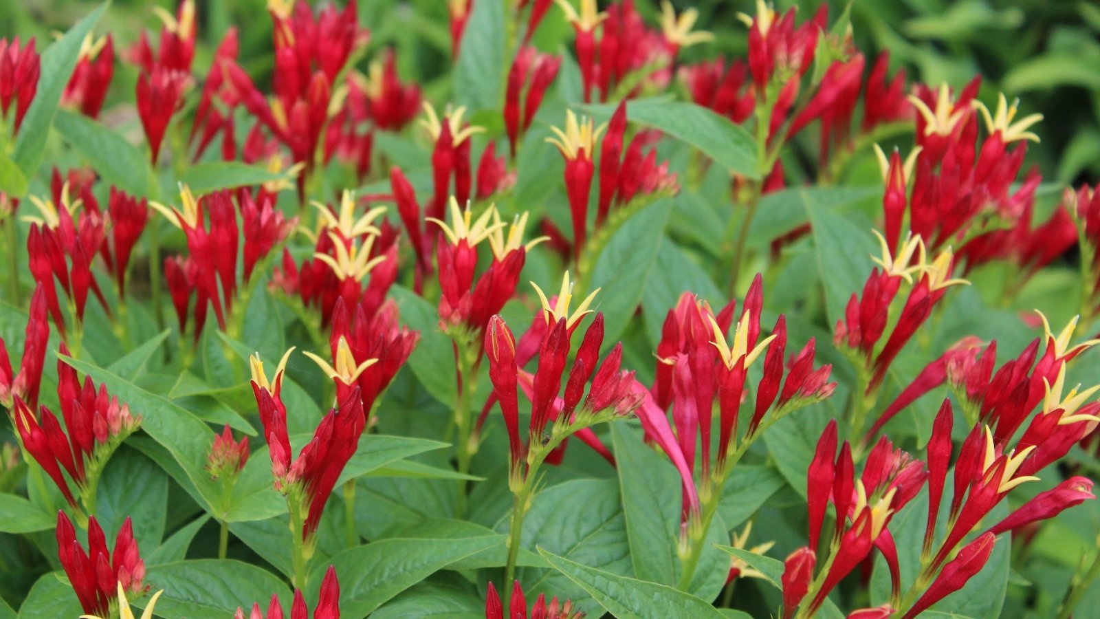 A large grouping of slender red flower buds capped with star-like yellow petals emerges from a sea of green, creating a striking contrast of colors in a lush landscape.