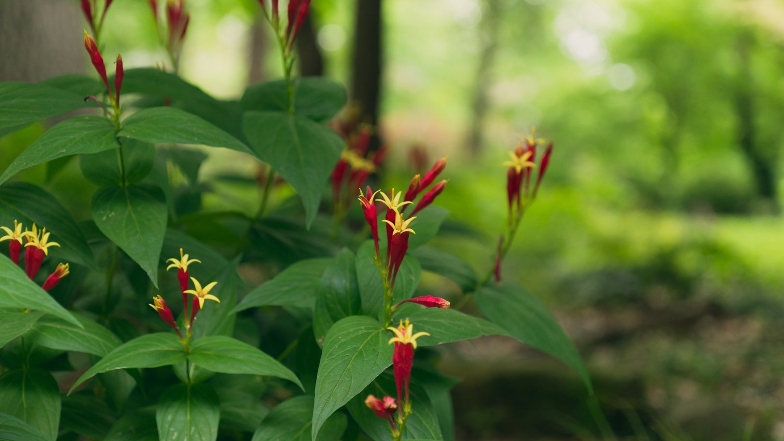 Bright red buds with yellow-tipped petals pop against deep green lanceolate leaves, in a serene, shaded forest environment with dappled sunlight.