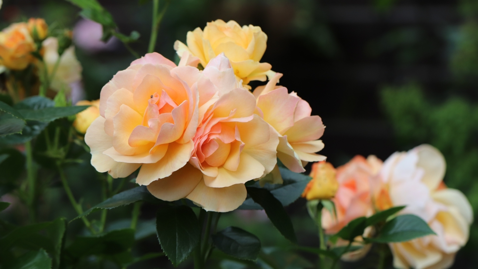9 Roses That Need Extra Winter Protection