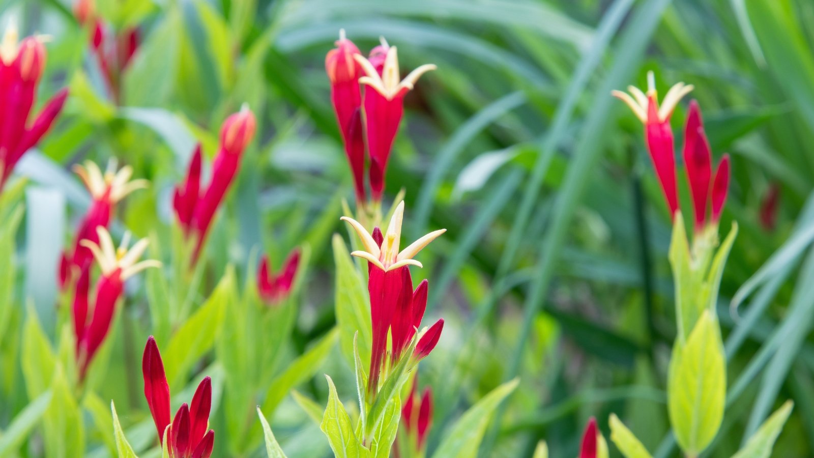 Several red buds with yellow tips emerge from long, narrow green leaves, creating a contrast against the soft background of lightly blurred stems and foliage.