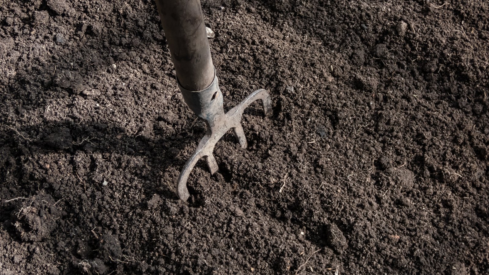 A close-up shot of a garden fork in the process of loosening the soil around a tropical plant, all situated in a well lit area outdoors