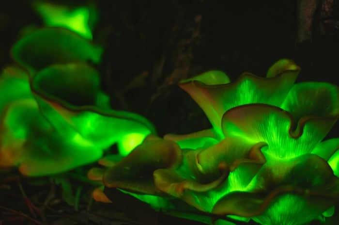 Vivid, neon-green mushroom caps cluster together on a decaying log in the forest, their smooth, rounded shapes emitting an eerie luminescence against the darkened, shadowy background of leaves and branches.