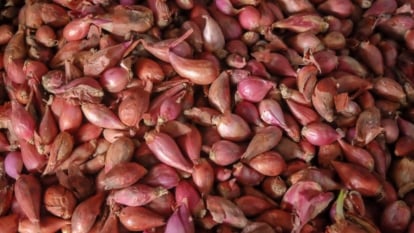 The bulbs are small, oval-shaped, with smooth, papery skins ranging from coppery-brown to purplish-red.