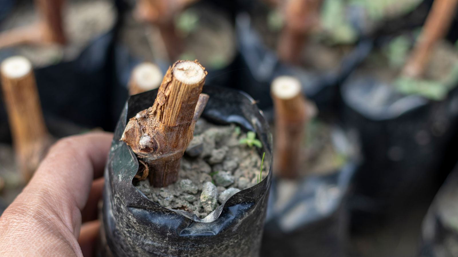 A close-up of a freshly cut branch, its exposed end sealed with a wax treatment, while the rough texture of the wood contrasts with the smoothness of the surrounding waxy green leaves and stems in the background.