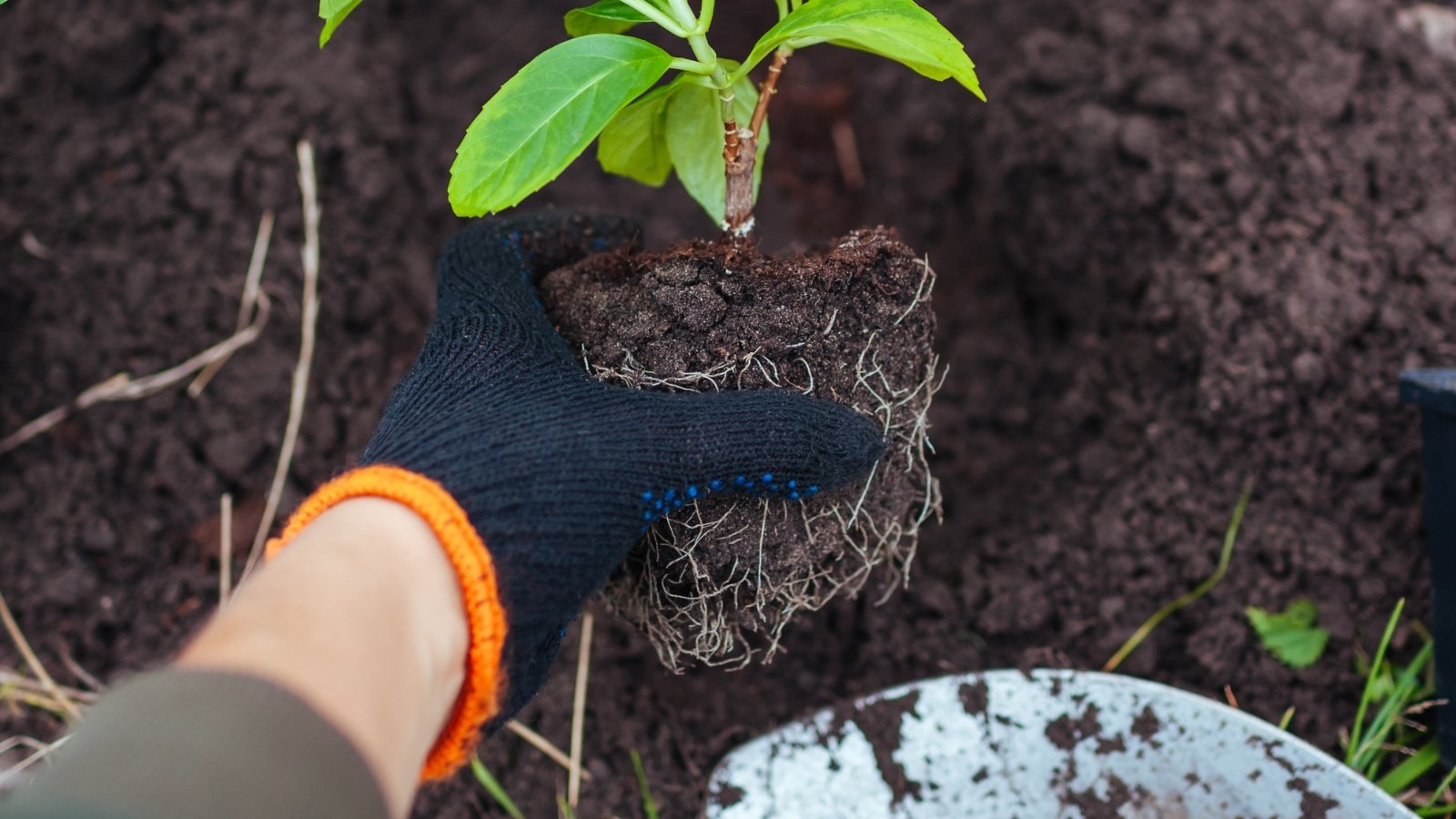 Close-up of a gardener's hand in a dark blue glove transplanting a young bush seedling with oval green leaves and a compact root ball into the garden soil.