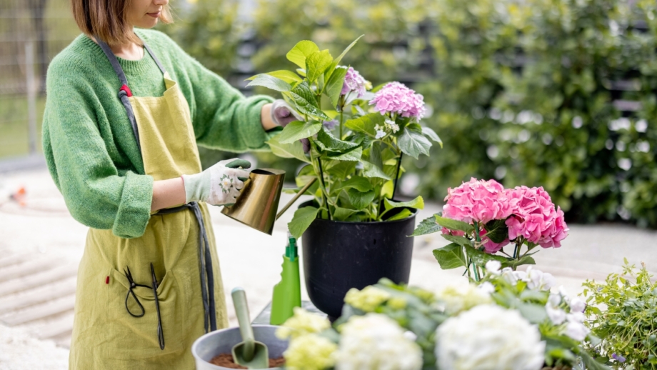 How to Winterize Potted Hydrangeas in 7 Steps