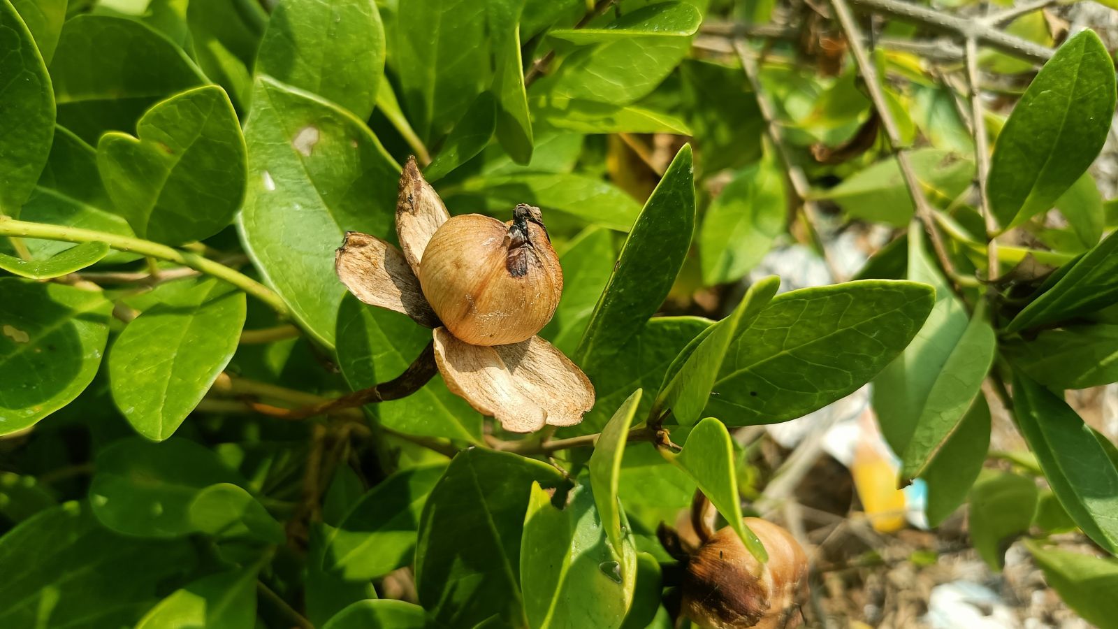 Clusters of golden-brown seed pods hang from smooth, shiny green leaves, their dried, wrinkled texture providing a sharp contrast to the lush foliage, while sunlight illuminates both the pods and the surrounding greenery.