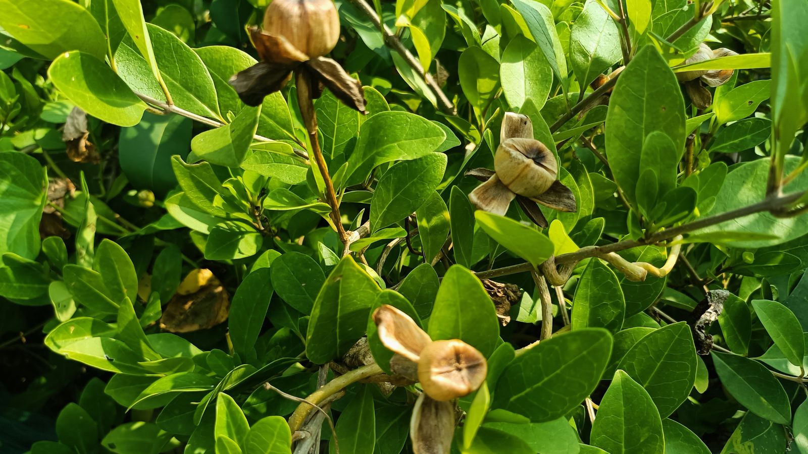 Clusters of golden-brown, dried seed pods hang from lush green leaves, the glossy foliage creating a dense backdrop, while the rough textures of the pods contrast sharply with the soft greenery surrounding them.
