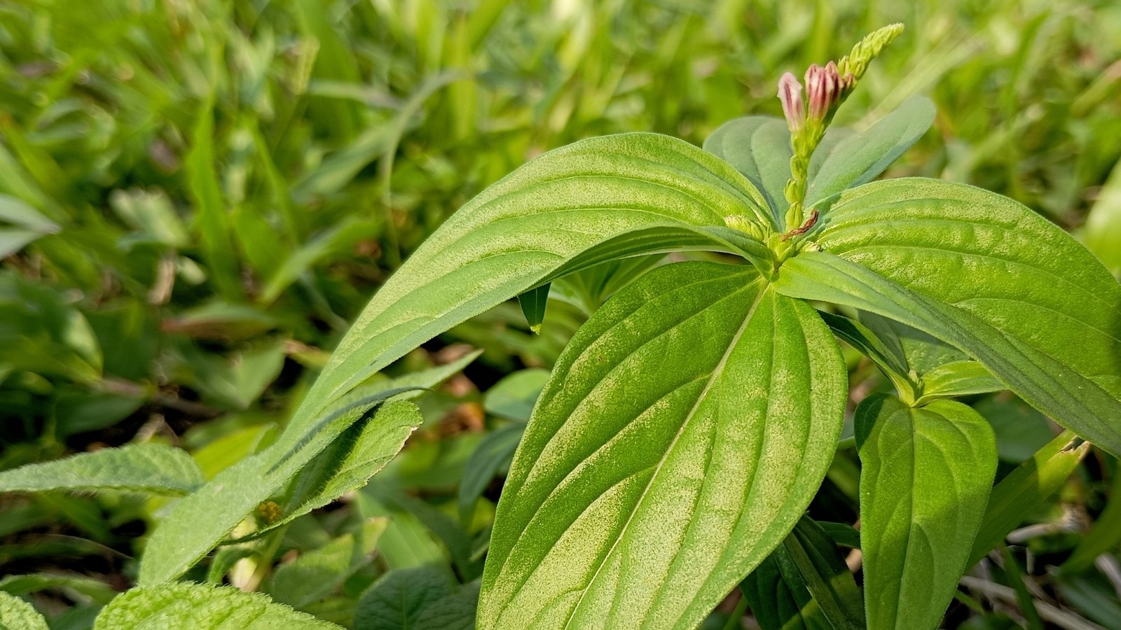 A single plant with broad, dark green, elliptic leaves shows early signs of growth, as soft, new leaves begin to unfurl, contrasting with the more mature foliage.