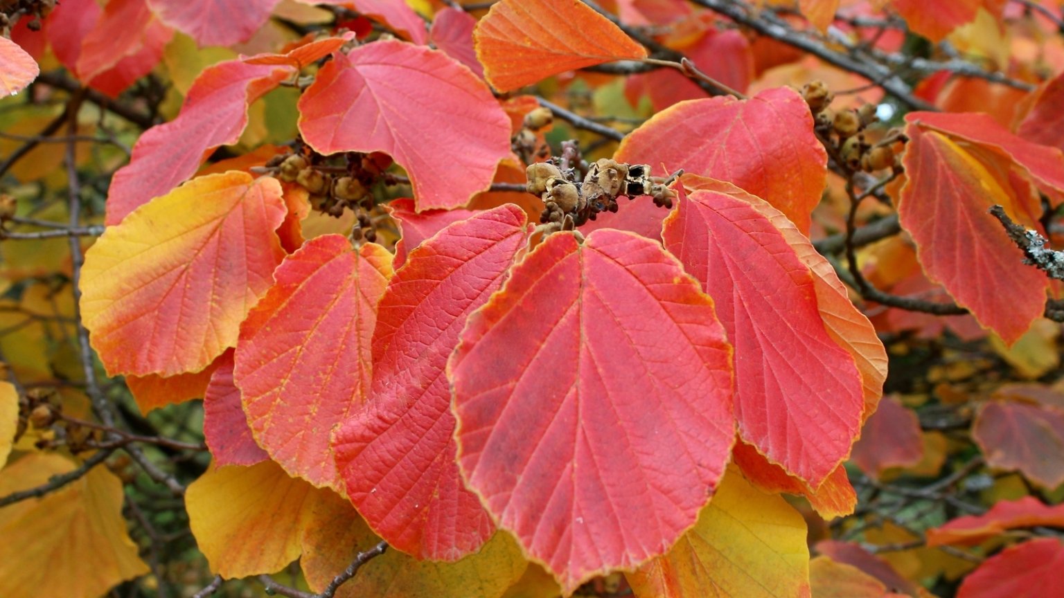 19 Shrubs With Fabulous Fall Color
