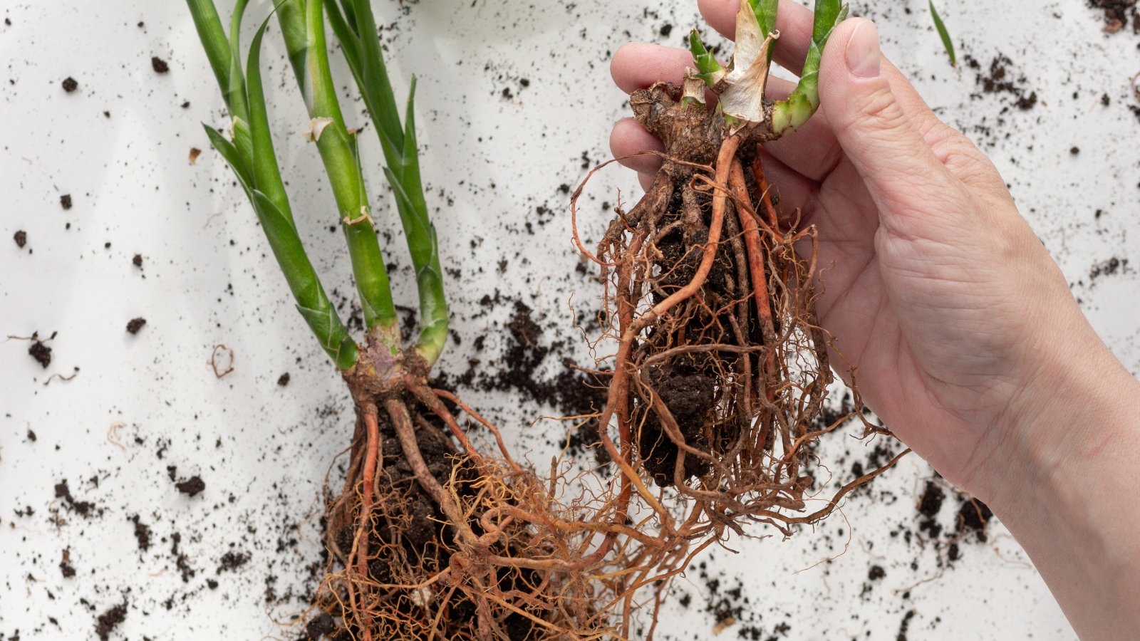 A hand gently pulls at a plant with long, tangled roots covered in moist soil, preparing to transplant the green-stemmed cutting into a fresh environment.