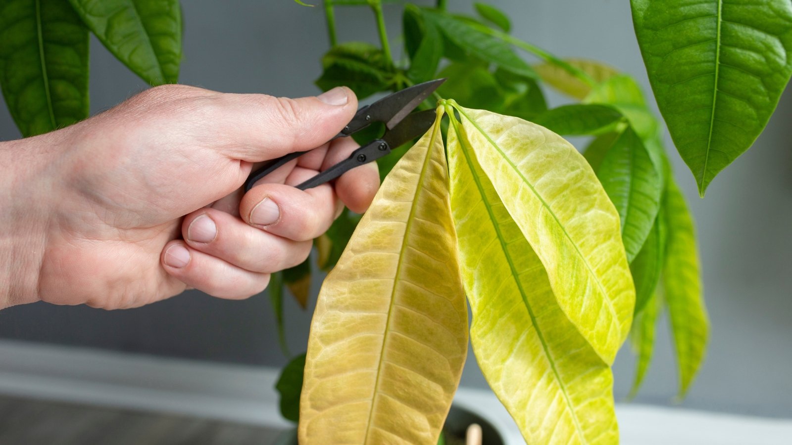 A hand gently holds a long, slightly curled leaf that has turned yellow, contrasting against the darker green leaves still attached to the plant's stem.