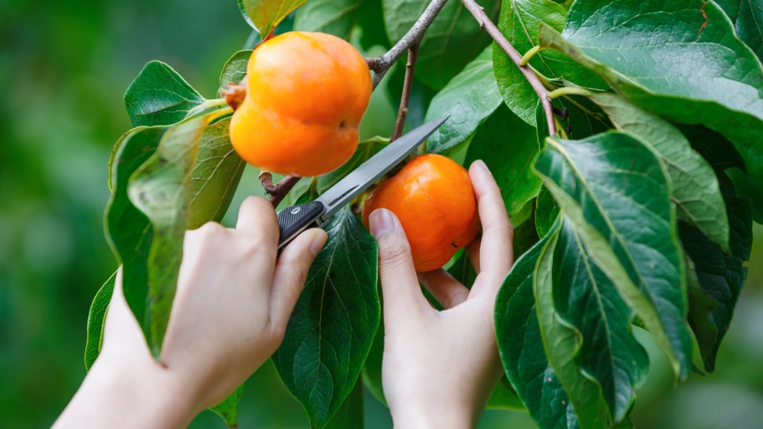 The Ideal Time to Harvest Persimmons: 5 Expert Tips