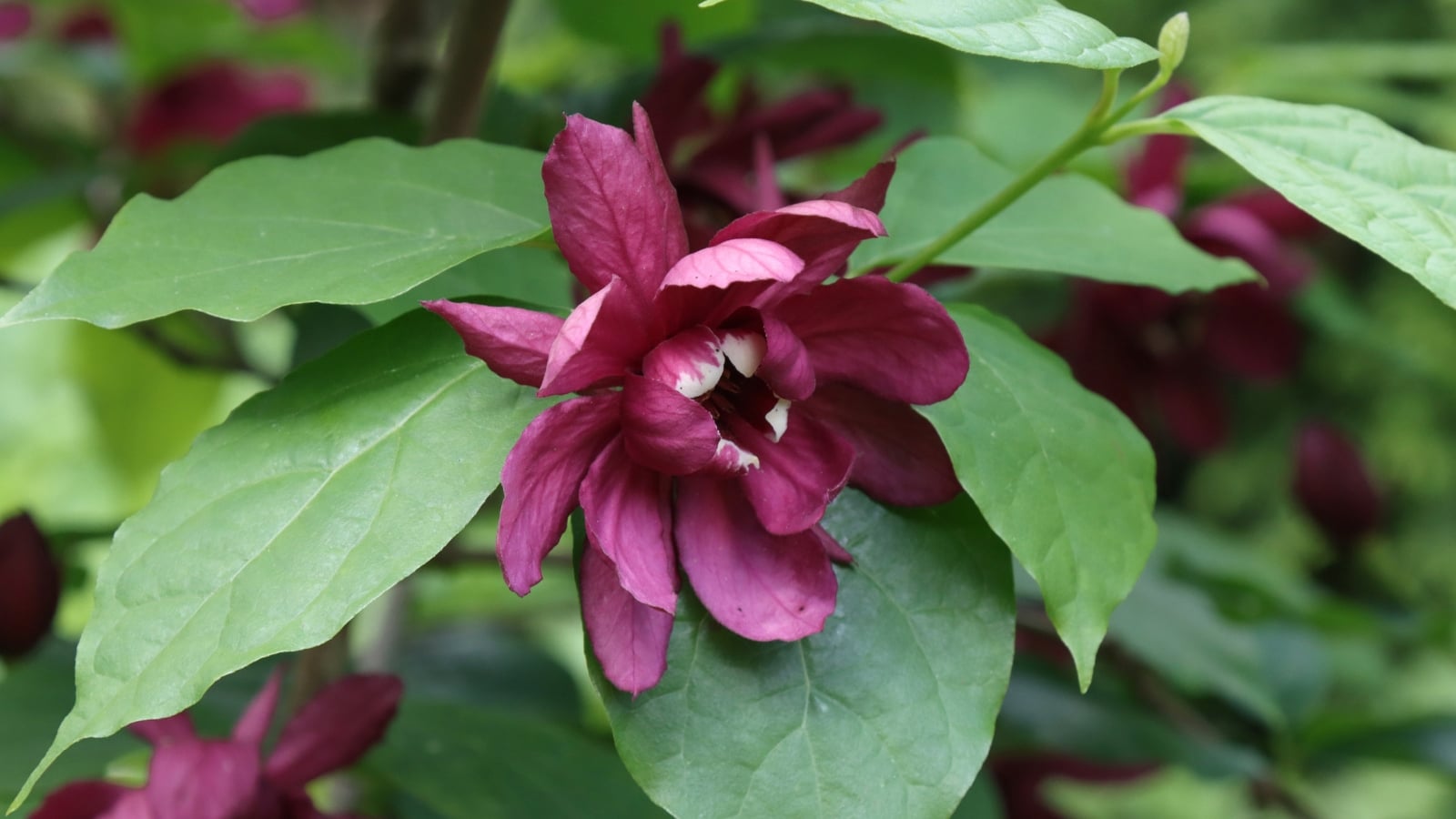 Large, deep red-maroon flowers emerge, framed by broad green leaves, creating a striking contrast.