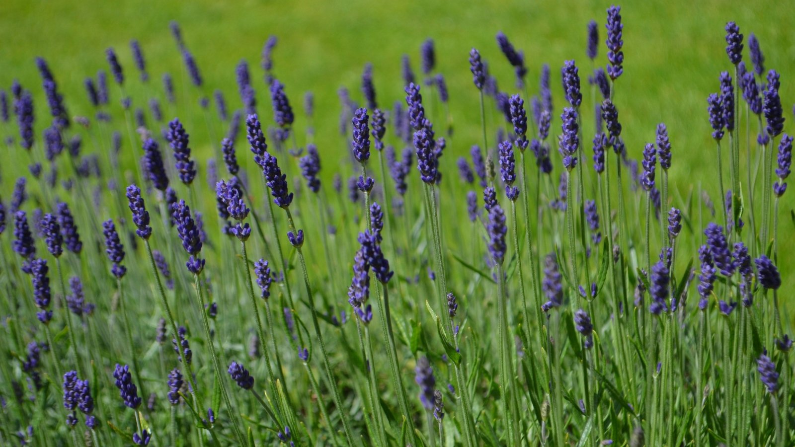 Characterized by its short, sturdy stems topped with rich purple spikes of flowers and gray-green foliage.
