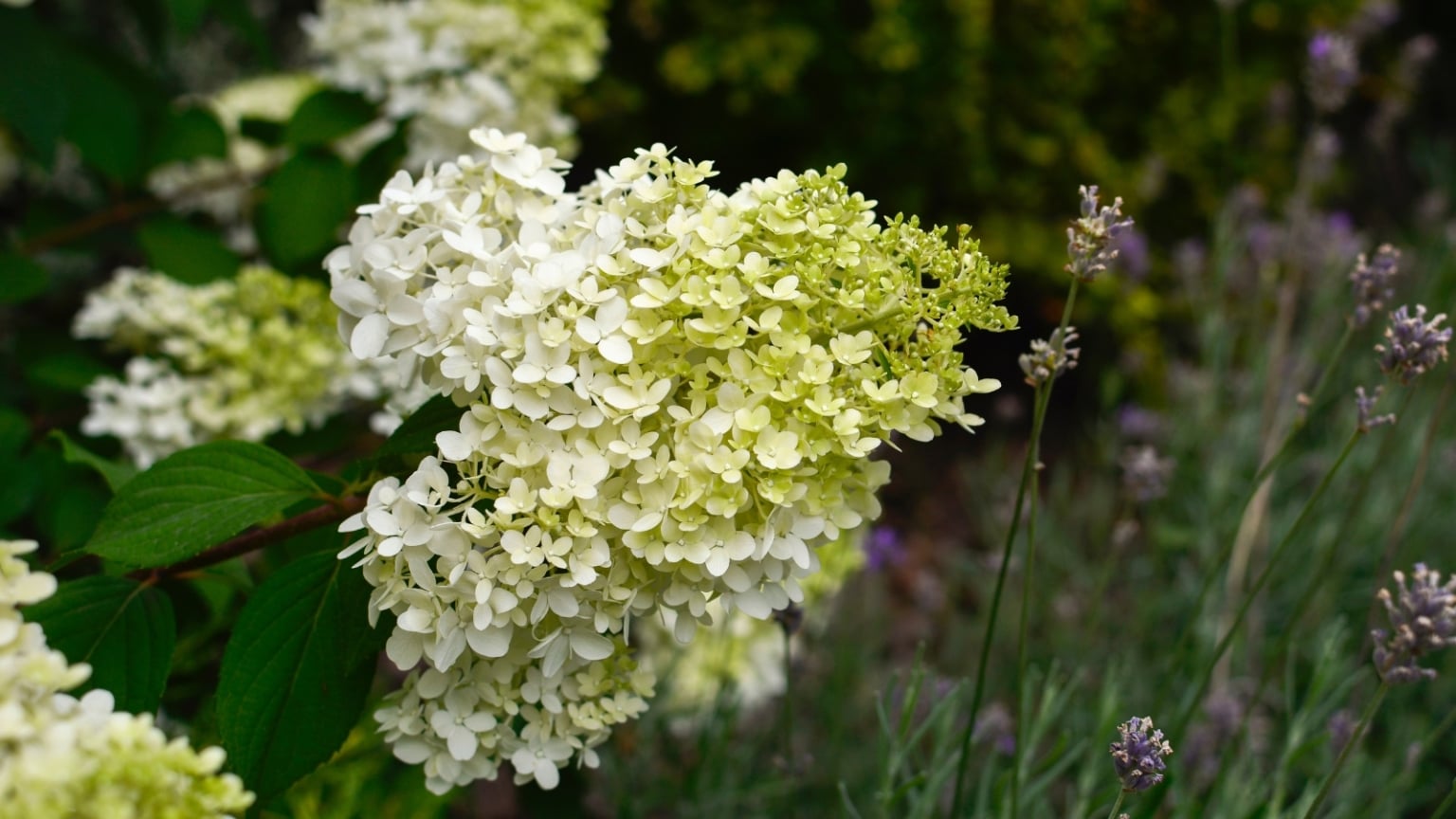 How to Plant, Grow, and Care For ‘Limelight’ Hydrangea Trees