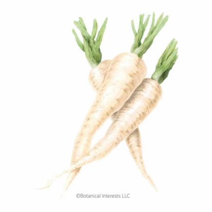 Javelin Parsnip