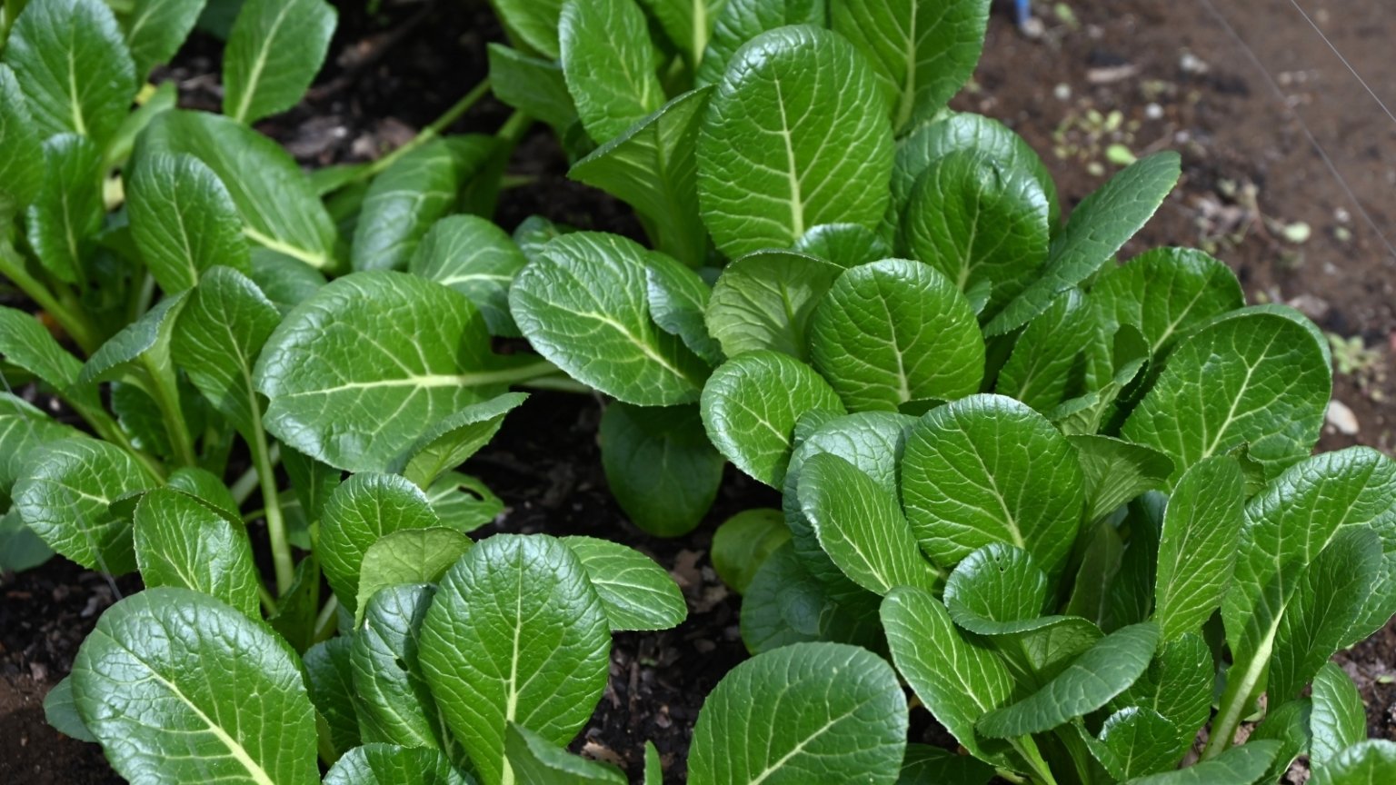 17 Tasty Salad Greens You Can Grow on Your Counter