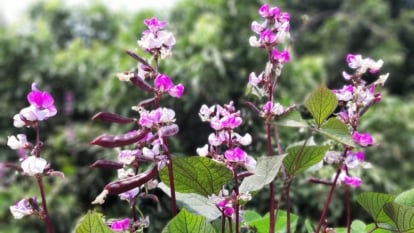 Slender stems with clusters of bright purple blooms and vibrant green leaves thrive in warm sunlight, with a soft-focus garden in the distance.
