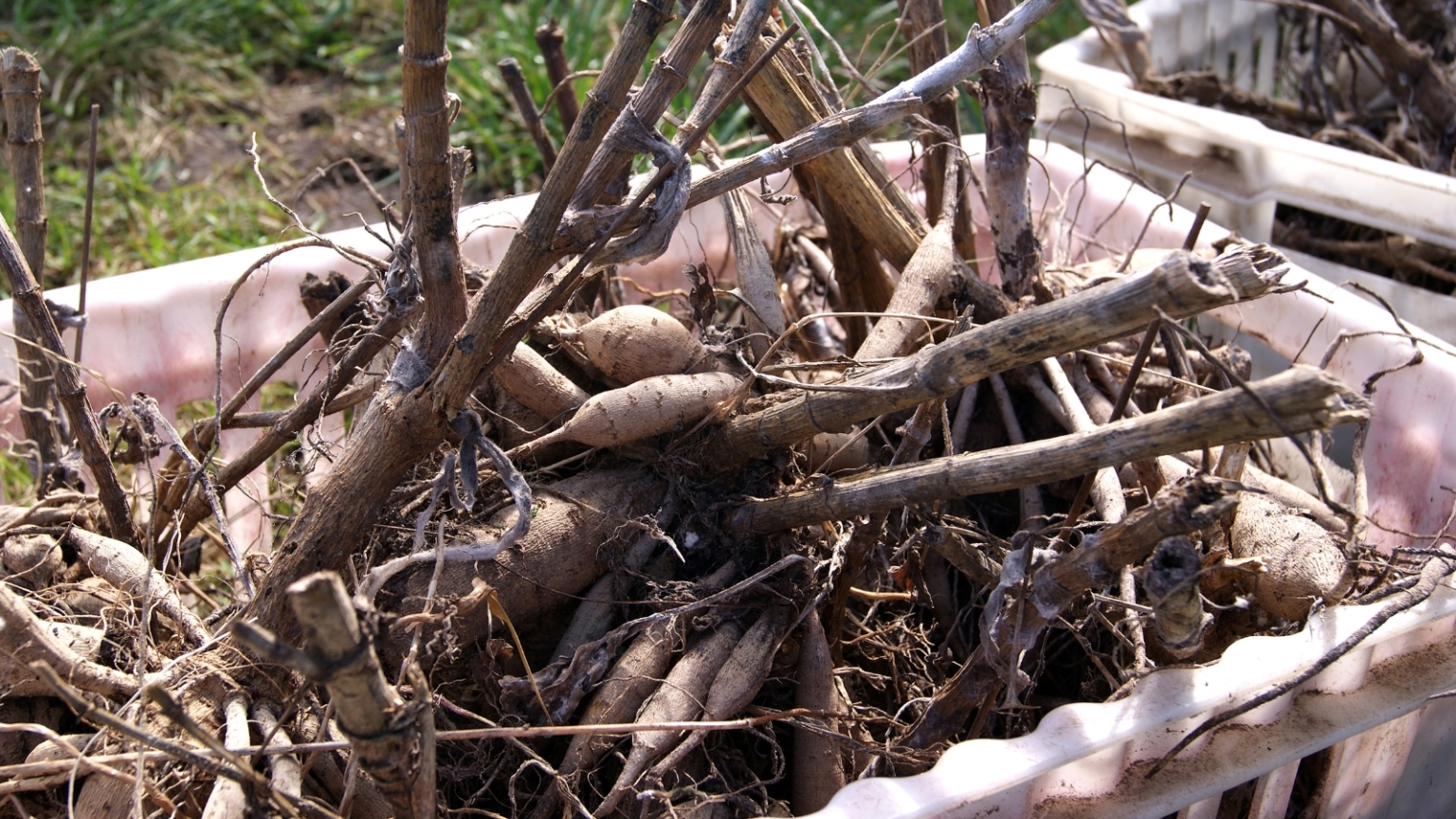 Tuber Storage 7 Dahlia Tuber Storage Problems to Avoid This Year