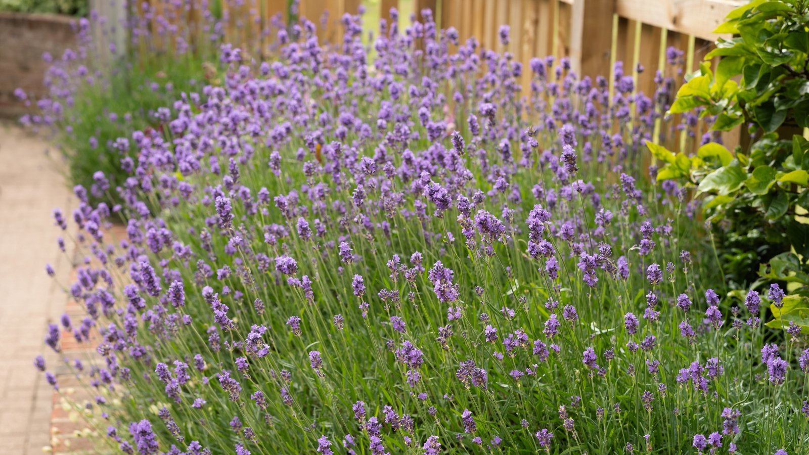 Blooming lavender bush with tall spikes of purple flowers and fragrant green leaves grows vibrantly along a picket fence in a garden.
